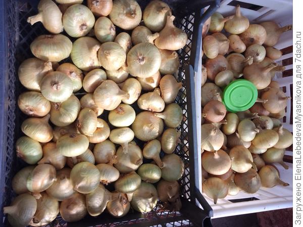 Лук семейный