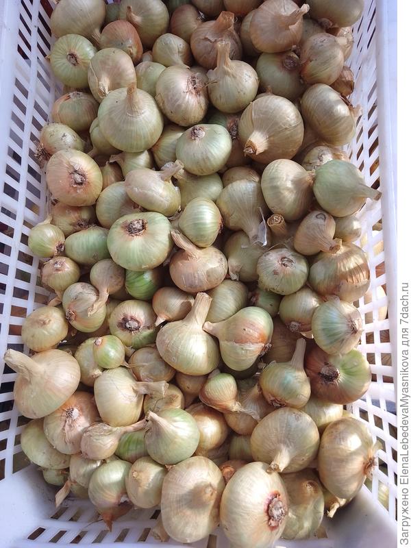 Нынче семейный не раздергивала, оставила до 7 штук в гнезде, чтоб было побольше мелкого на посадку, а он всё равно крупноват получился.Выбрала всё, что помельче, он хороши хранится.