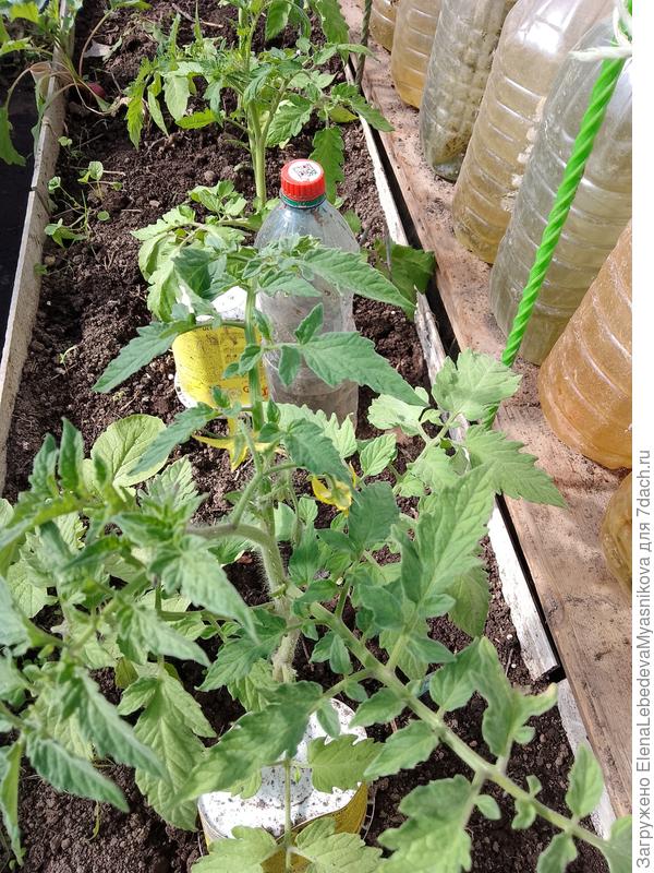 томате Биф Стар.