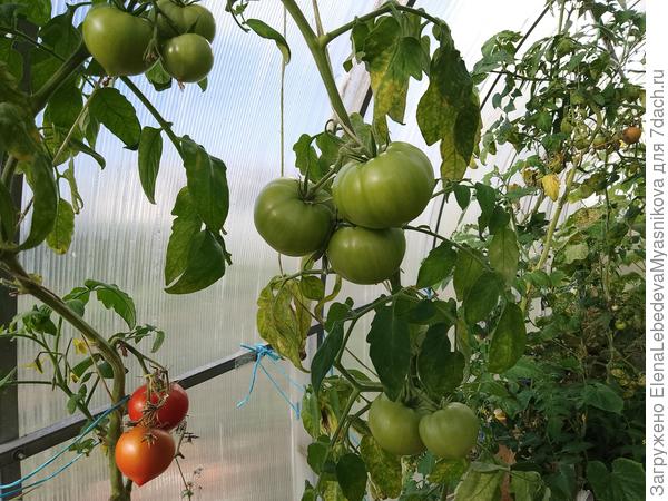 Томаты последнего сбора.