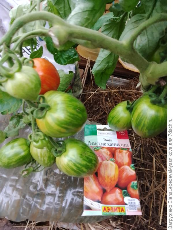 Римские каникулы.