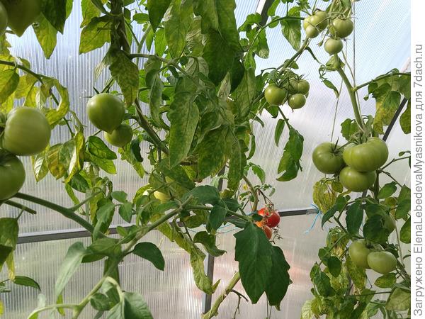 Последний урожай тестируемых томатов