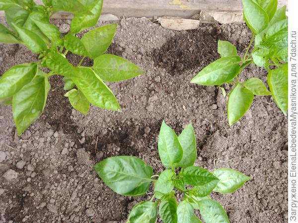 Сибирский карлик