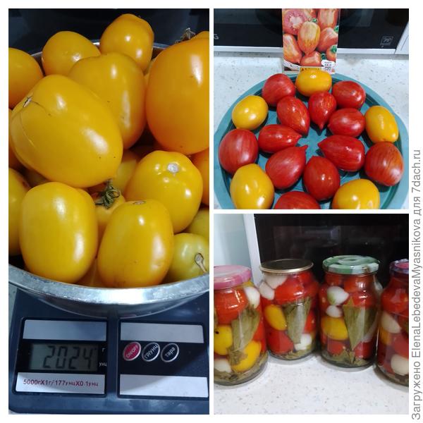 Ещё в консервацию нравиться Ривер Еллоу, жёлтый.вот их с Каникулами и делала, на пробу с виноградными листьями, без уксуса.А помогал внук, мозаикой их выкладывал..