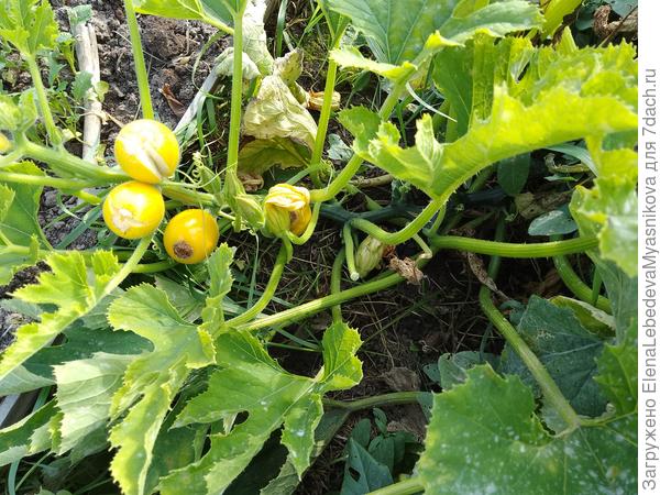 Последний урожай.