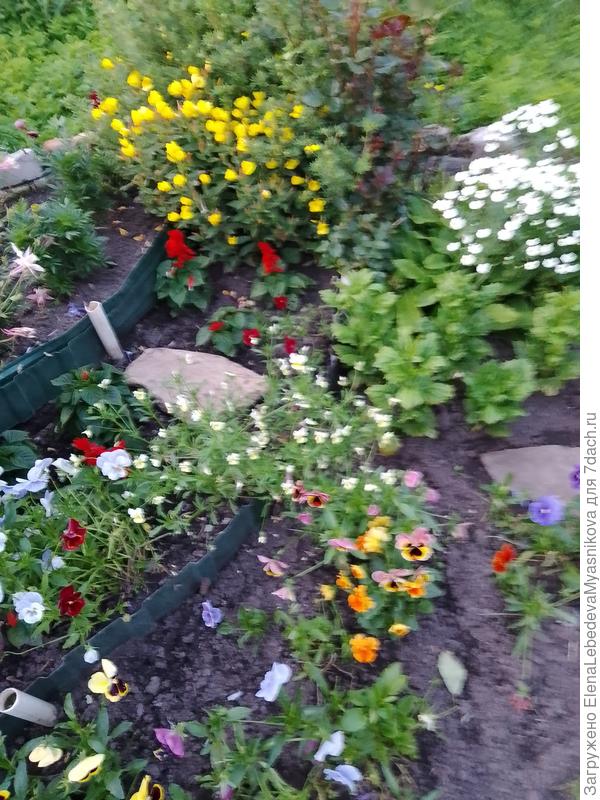 Если посадить Виолу на рассаду в феврале, то в начале июля у меня кустики уже цвели.