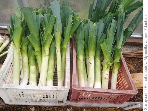 Урожай 2023 года