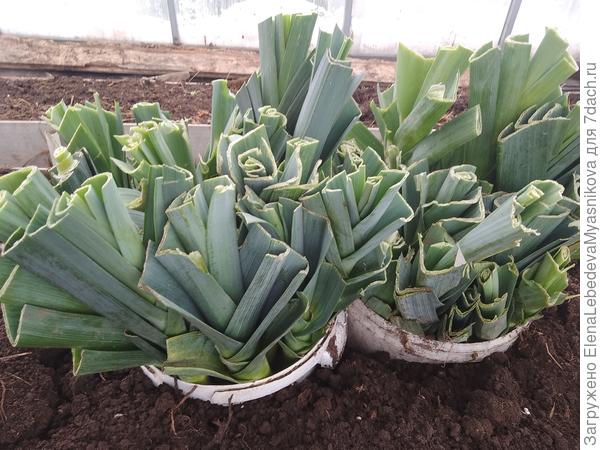 Корни у лука подрезаю до 1 см и ставлю в ведра, на дно 2см земли.Прикапываю в теплице и беру по надобности.Лук замерзает, но при оттаивании в холодильнике становиться, как только что выкопанный