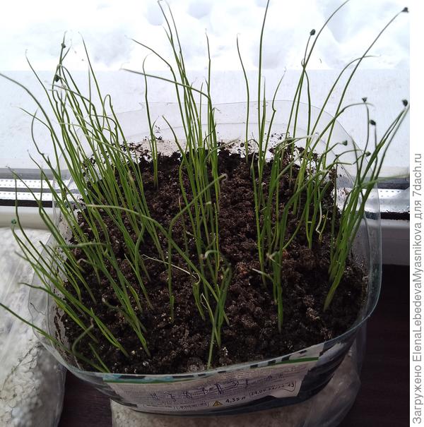 Порей Коламбус