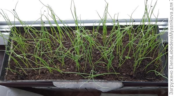 Красный Ялтинский