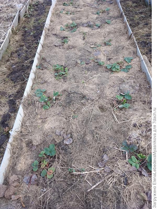 Посадка в августе перезимовала хорошо