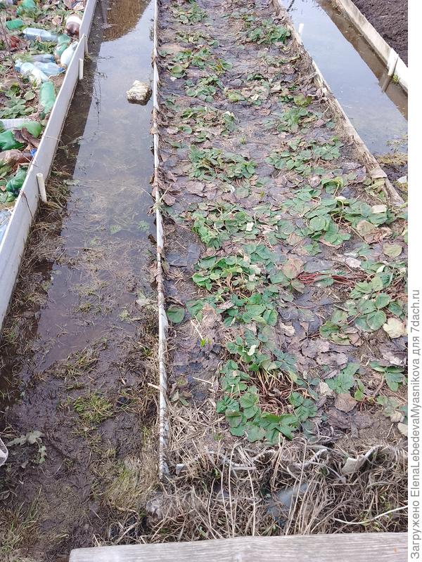 А вот здесь стоит пока вода, надеюсь земляника не вымокнет, вода должна скоро уйти