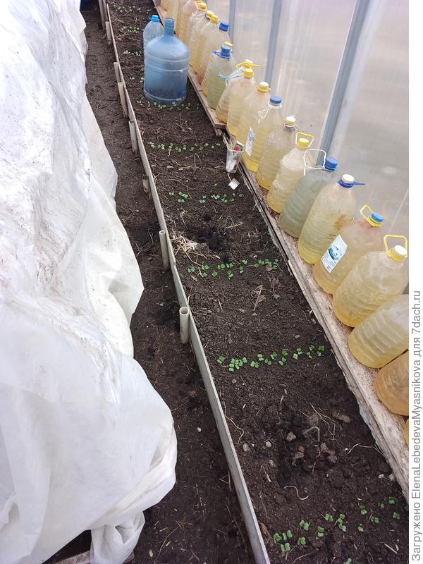 Капусте будет нормально и даже хорошо в теплице.Редиска, лук, базилик, салат, Виолы выдержали две ночи с морозом - 5°