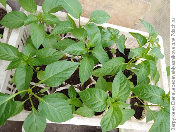 Перец и баклажаны выношу пока только днём закаляться