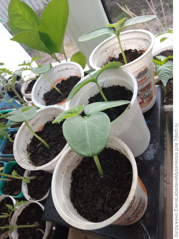 Наташа, сажала огурцы в сметанные стаканчике.Вот на этой стадии перевалила их в литровые аккуратно. сейчас уже похоже им в литровых тесно.