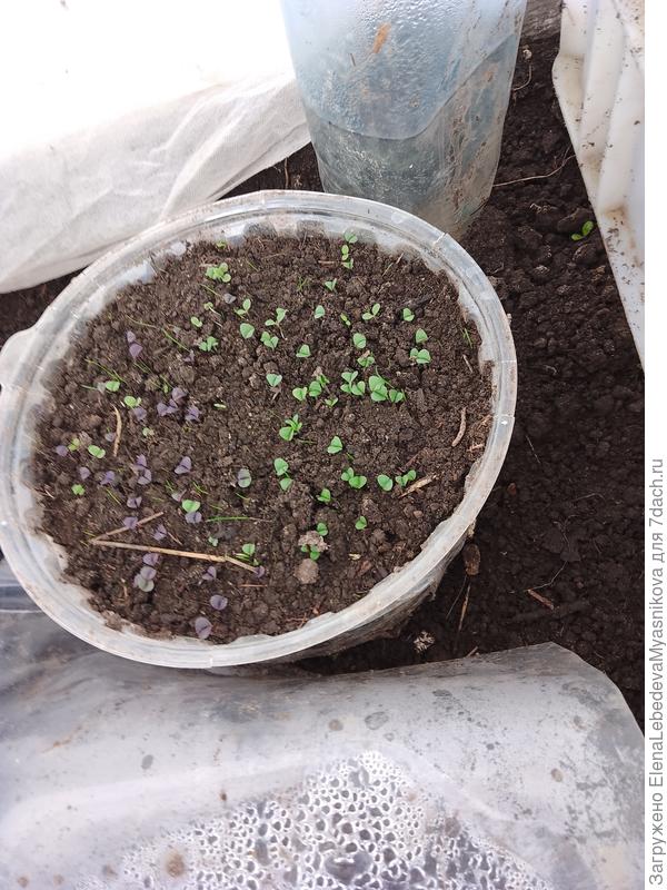 Базилик и цветы сеяла прямо в теплице