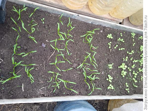 Шпинат и руколла