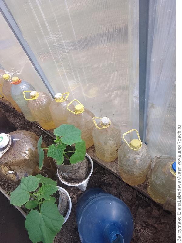 Перевалю их в 5 л без дна и с разрезанным боком, который скреплю скотчем.Потом ставлю в ямку, немного подсыпаю землю и разрезаю бок, снимаю  и огурцы растут дальше.Фото прошлогоднее.