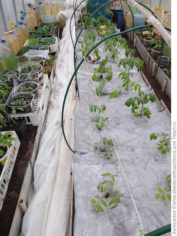 Временно землю прикрыла плёнкой, там прямо тепло