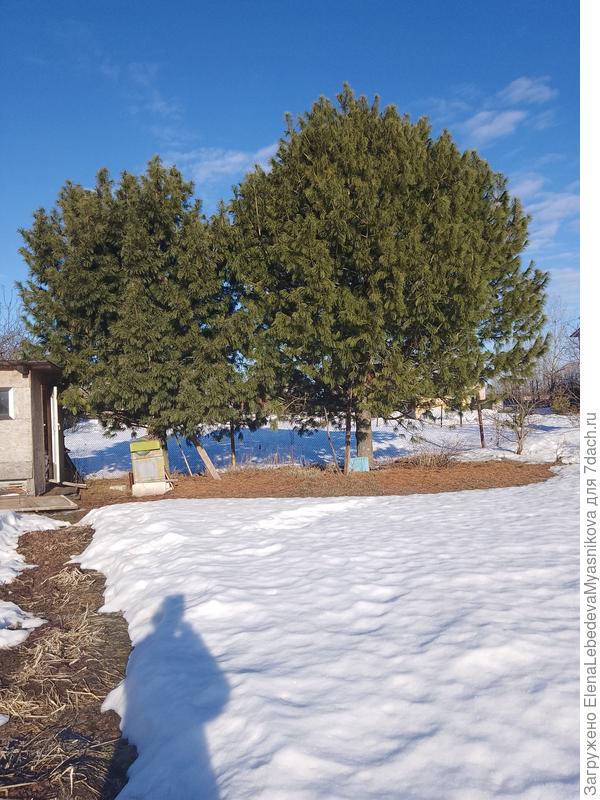 Кедры привитые, им где то 40 лет