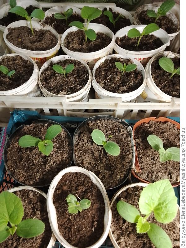 Боюсь, что начнут вытягиваться, досветка у меня слабовата