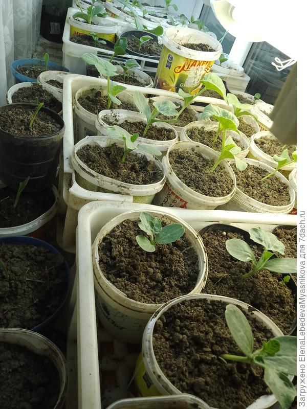 Арбузы и дыни два дня назад из теплицы перенесла домой, очень холодно даже днём.