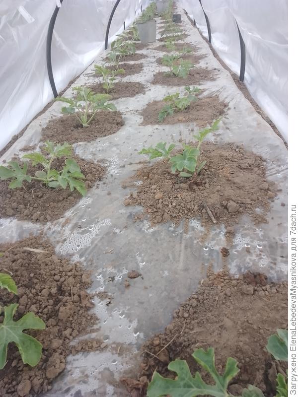 Посажены арбузы: Люсия, Марсен, Квинсон Свит, Амфион, Фен Пай, Эркен, Бедуин, Емеля,  043 и Са-22