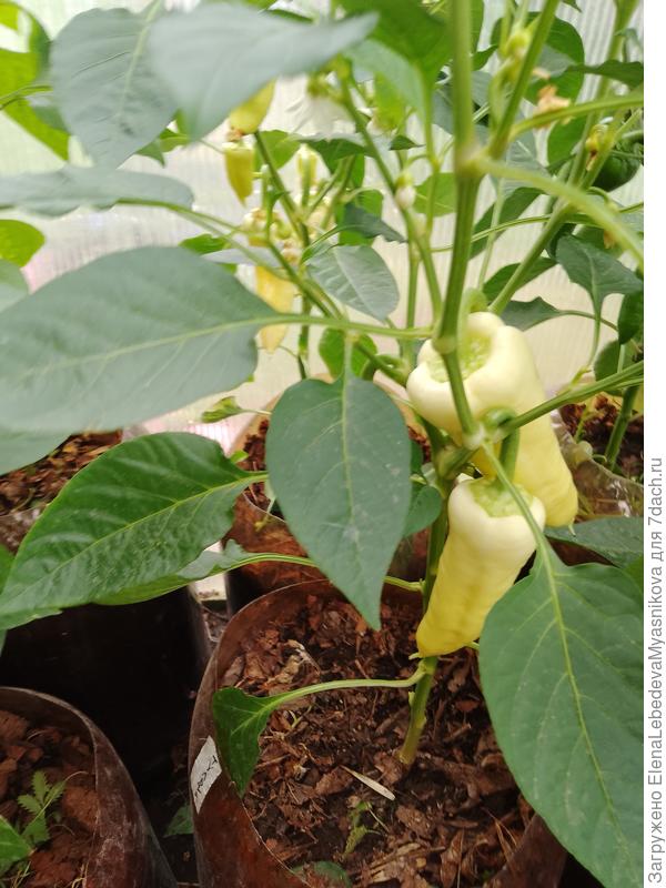 Ранний перец Гурк, несколько штук уже срывали в салат