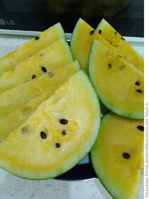 В субботу приехали внуки и решила сорвать арбуз, завязавшийся 10 июня.Арбуз оказался созревшим и сладким.