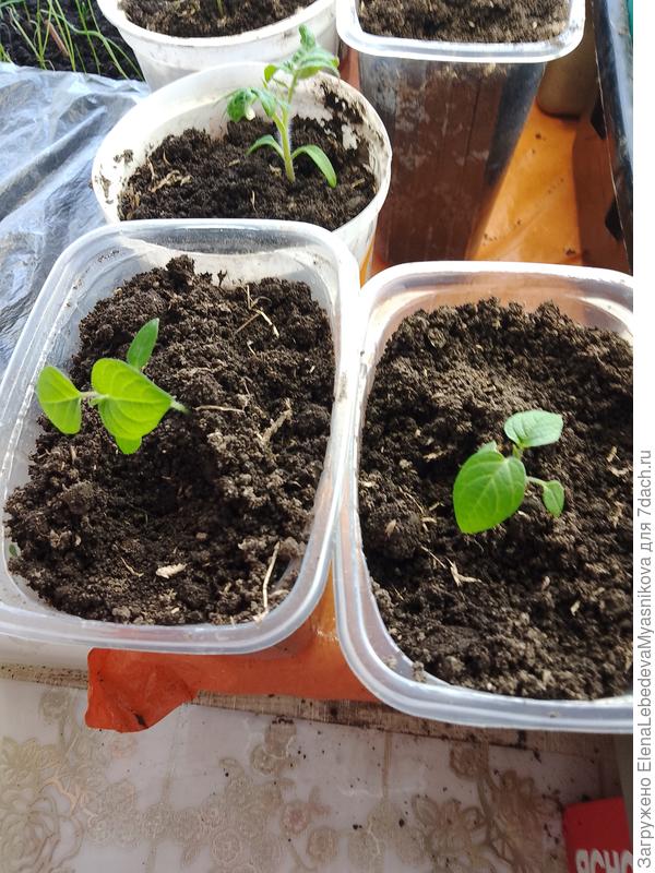 Они вначале очень медленно растут, тщедушные