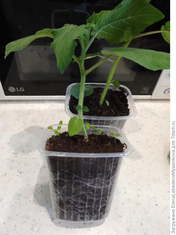 Физалис Падающие вишни тёти Молли, всходы от 11.03.Перевалила в горшки на 1,5 л и вынесла в теплицу, пусть закаляются
