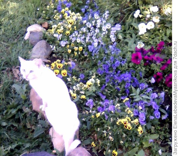 Ценитель прекрасного