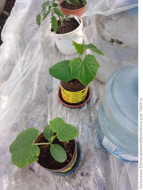 У меня 4 огурца уже несколько дней в теплице живут и ещё два дома с семядольными листами