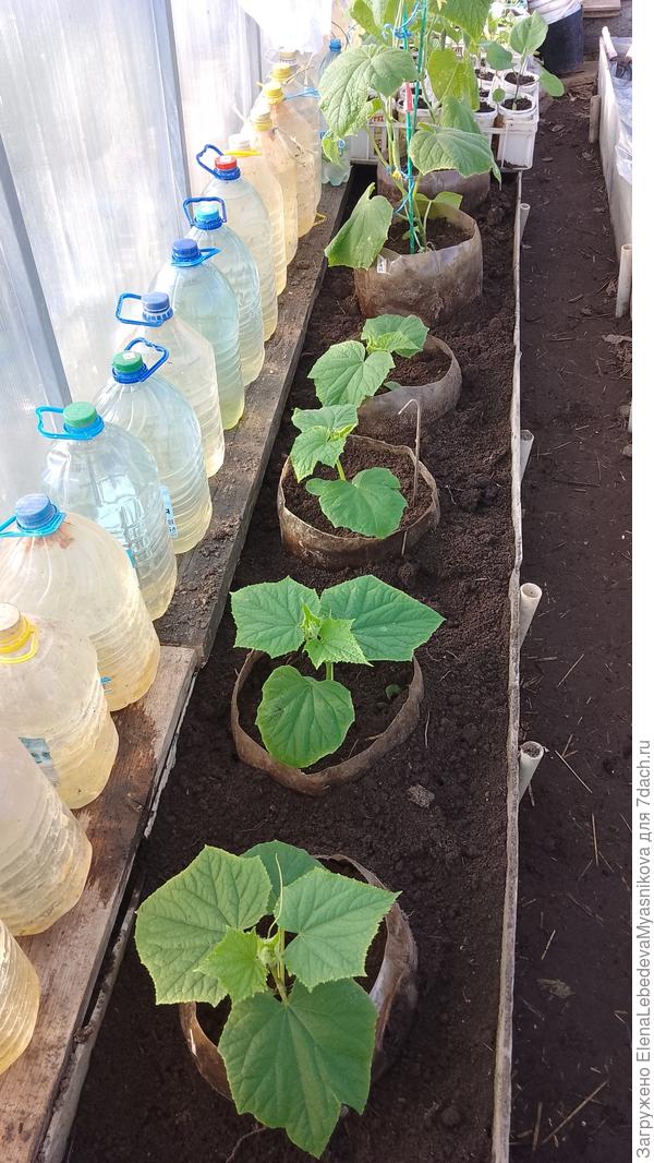 Вчера высадила их в теплицу.