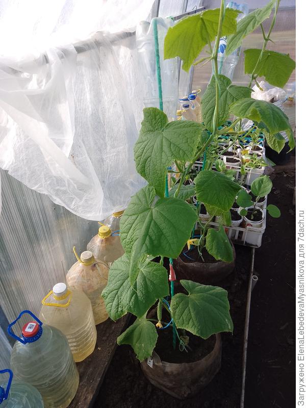 Не хотела всех шокировать, но вот эти два сеяны 12 марта, росли на окне и 12 апреля они выросли во всё окно, решила дать им шанс и высадила в теплицу, на всякий случай посадила в горшки ещё два.