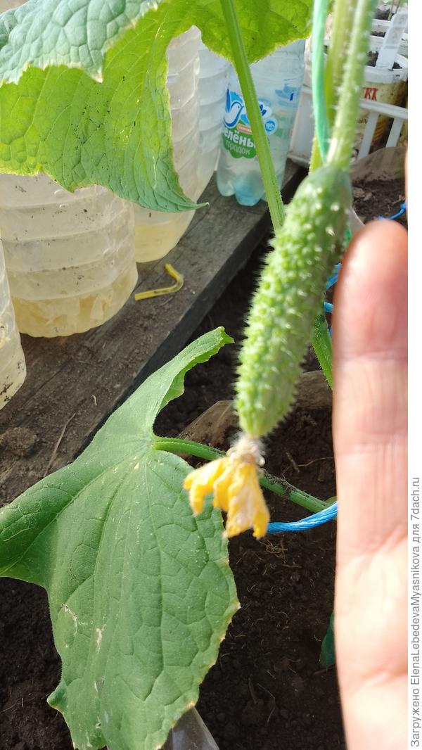 За неделю они решили начать растить огурцы