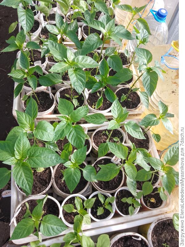 Запас на всякий случай, на выходные передают минус.Если всё будет нормально, то высажу потом в огород