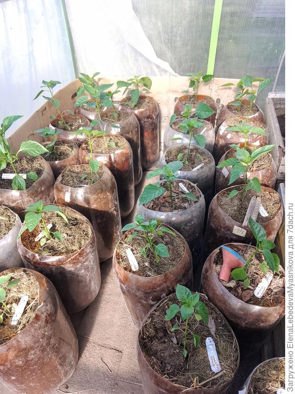 Вчера половину рассады перца высадила в пивные кеги.