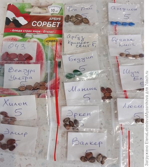 Сегодня посадила 50 арбузов в литровые горшки