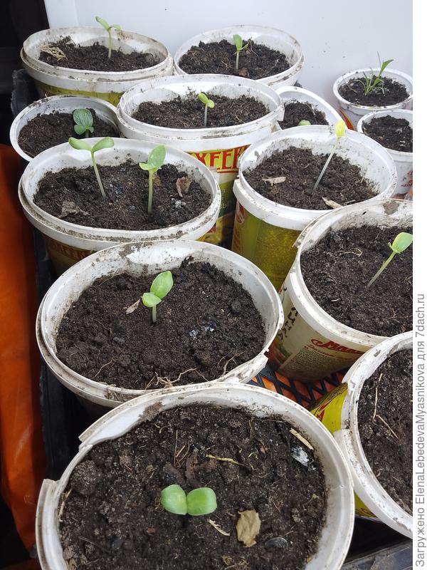 Хочу несколько штук нынче посадить в теплицу, чтоб всё же разобраться с их формированием.Может вертикально будет проще в этом разобраться.