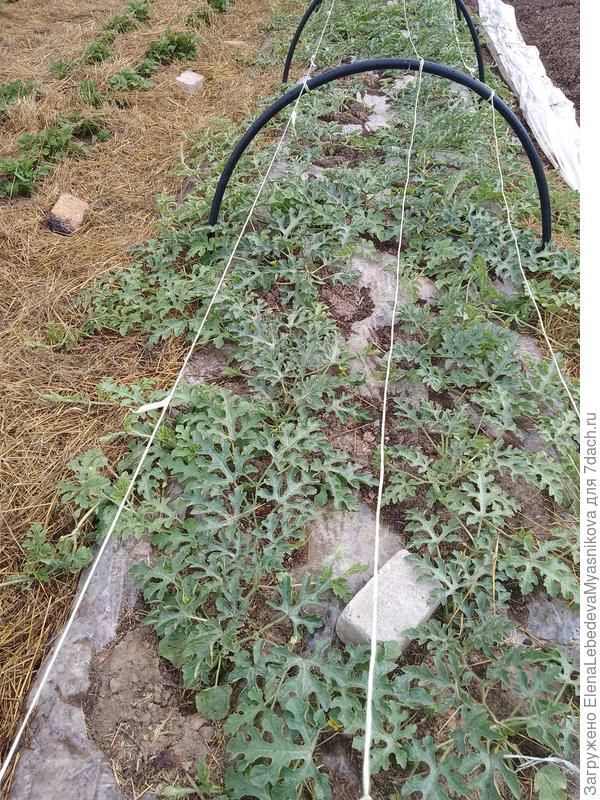 Наташа, мульчирую соломой междурядья, но можно оставить и так