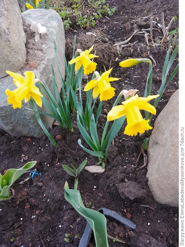 Алла!Поздравляю с днем рождения! Пусть жизнь всегда будет наполнена яркими эмоциями, чудесами и добрыми встречами. Хочется пожелать чего-то приятного и теплого, а именно исполнения всех задуманных планов, путешествий,  и много-много чудес. Пусть все тяжелые ситуации обходят вас стороной, а близкие люди радуют и балуют!