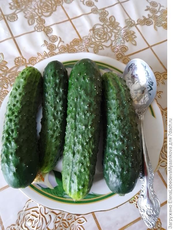 Морозные две ночи в теплице включала обогреватель