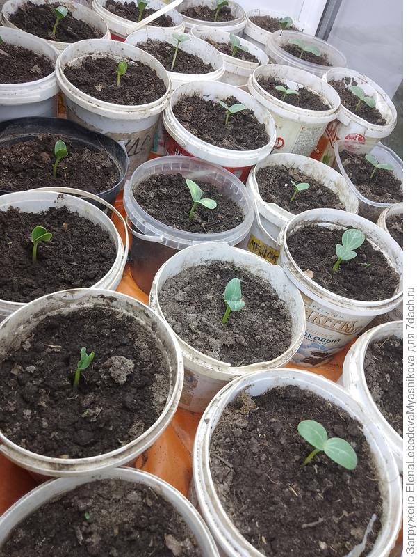 Взошло 35 из 50