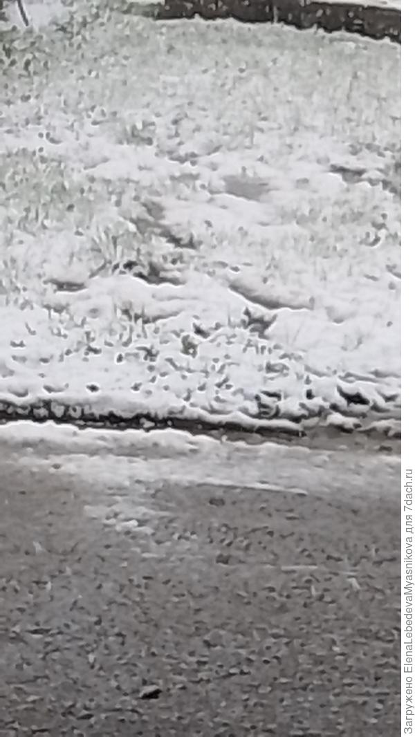 У нас второй день снег, сегодня ночью -3°.Так что нам день продержаться, да ночь простоять