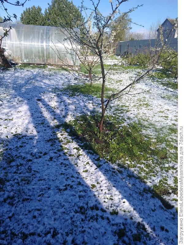 Один раз в год сады цветут...