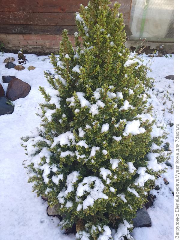 Это Коника сегодня после неожиданного снегопада ночью.Ей уже 15 лет