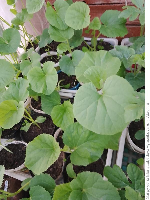 Рассада нынче вытянулась