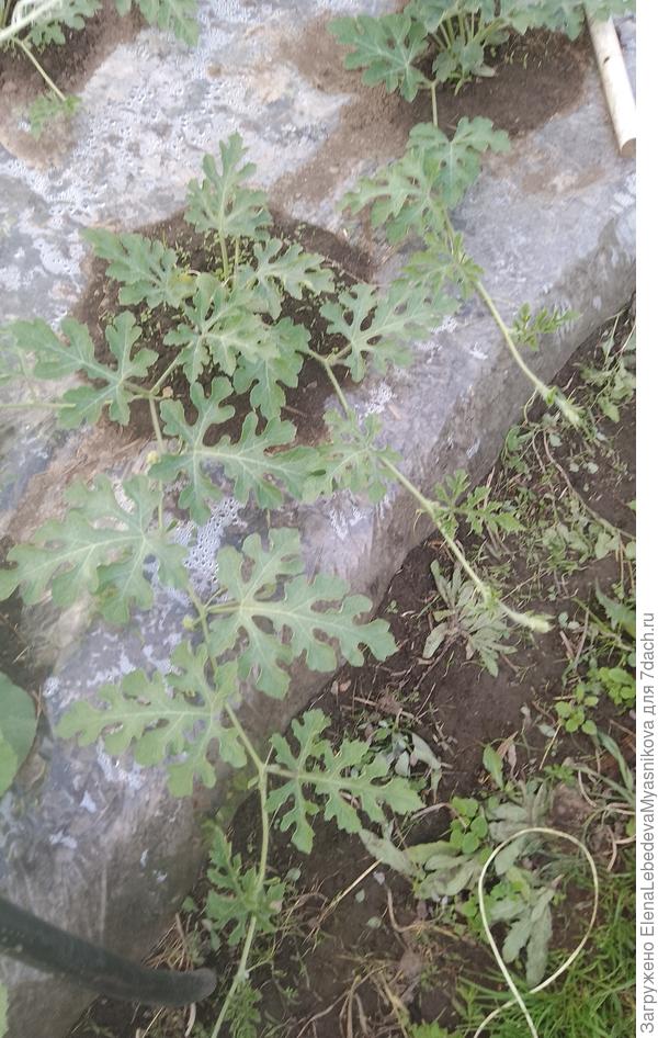 Я оставляю две плети, а вот пасынки на них прищипываю после 2,3 листа