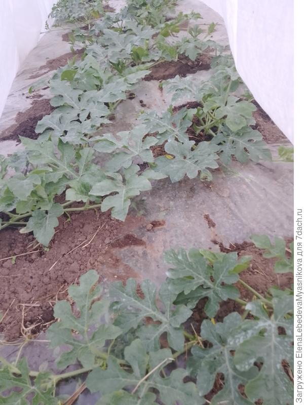 У арбузов надо срочно убирать снизу лишние побеги.Ночи холодные и я думала, что  ещё рано, редко к ним заглядываю